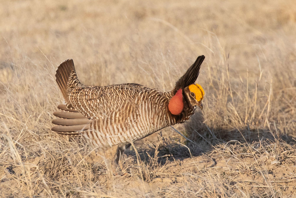 Lesser Prairie-Chicken © Erik Bruhnke